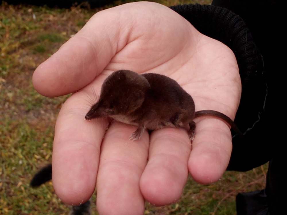 Крот обыкновенный Детеныши