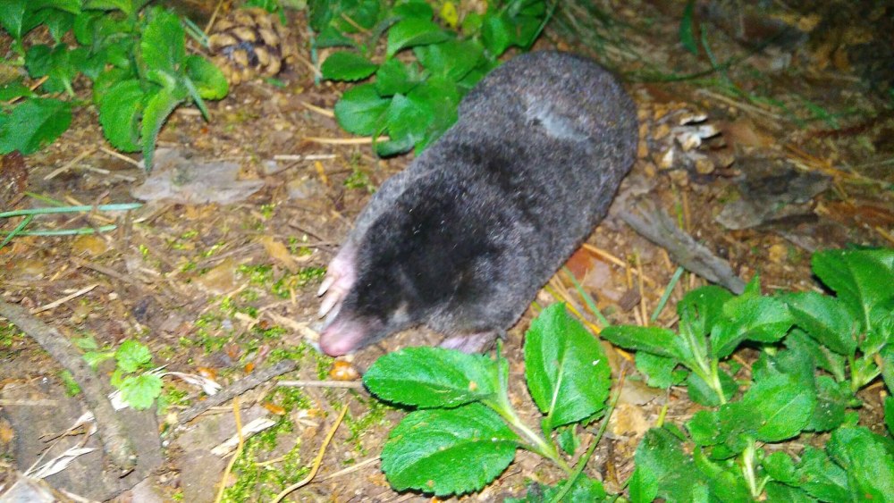 Крот Сибирский, или Алтайский