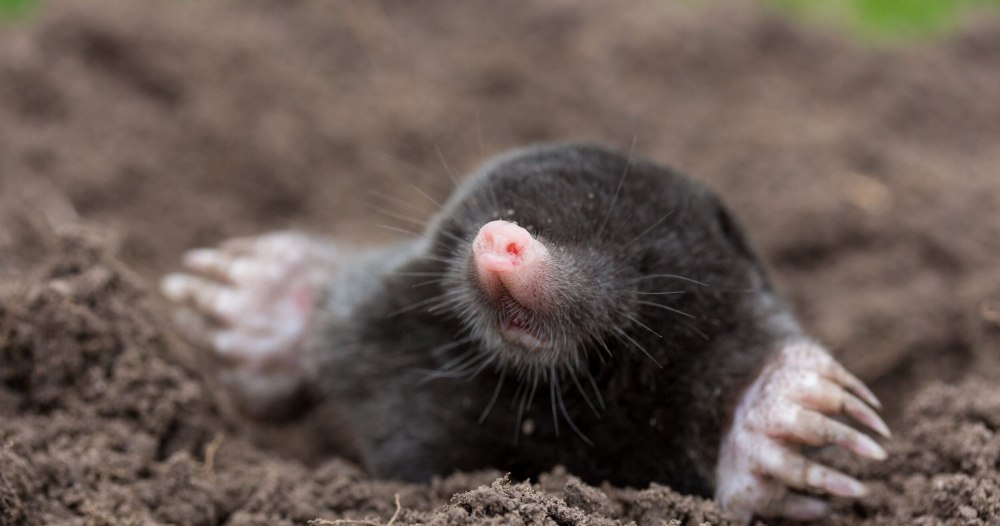 Крот картинка