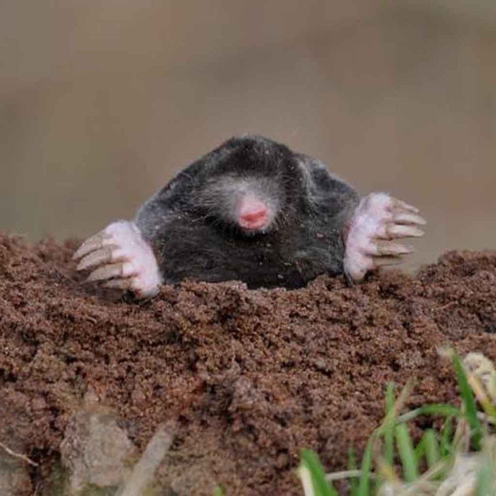 Крот обыкновенный