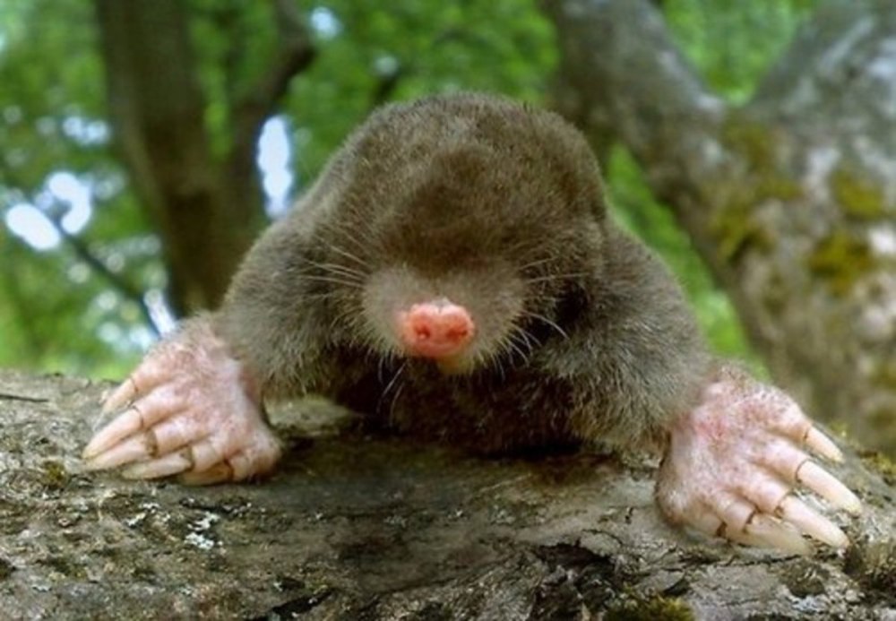 Крот Могера