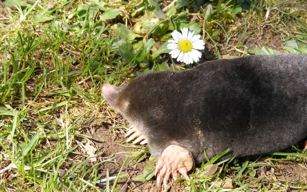 Крот Луговой