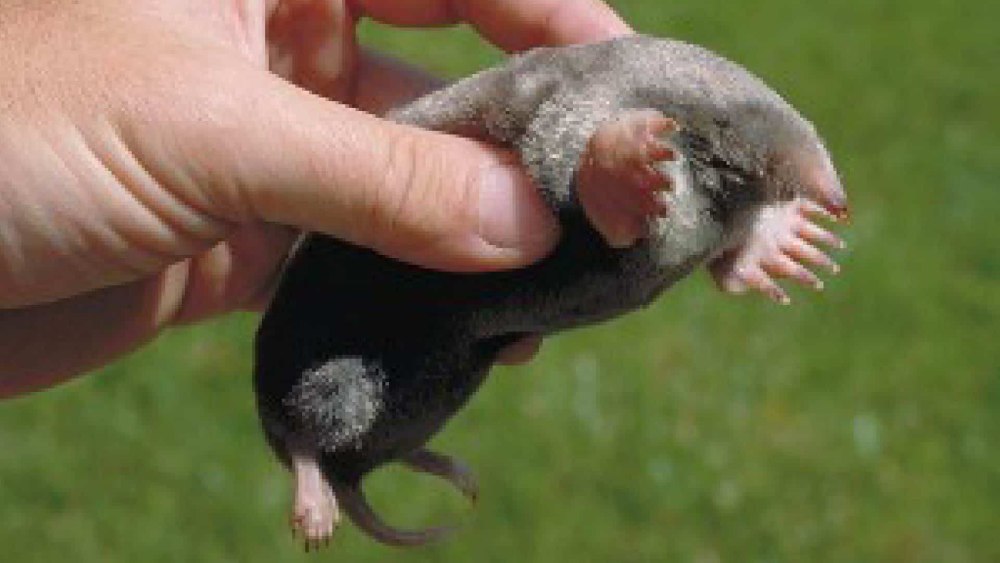 Размеры крота обыкновенного