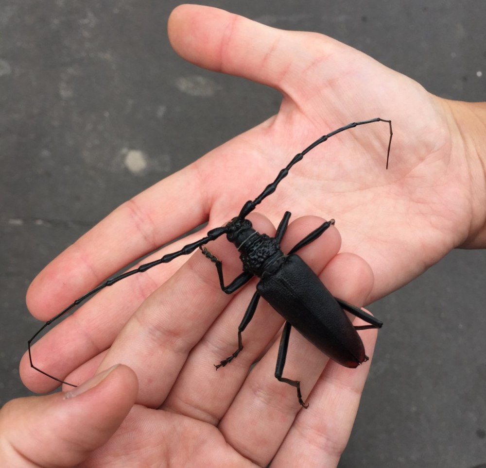 Усач Большой Дубовый (Cerambyx cerdo). Увлекательный контент в ОК