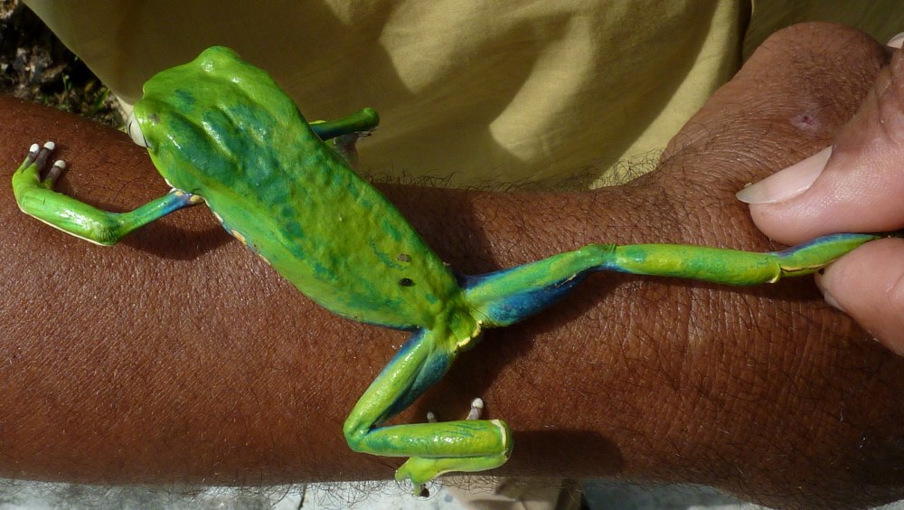 Phyllomedusa Fijian Fantasies