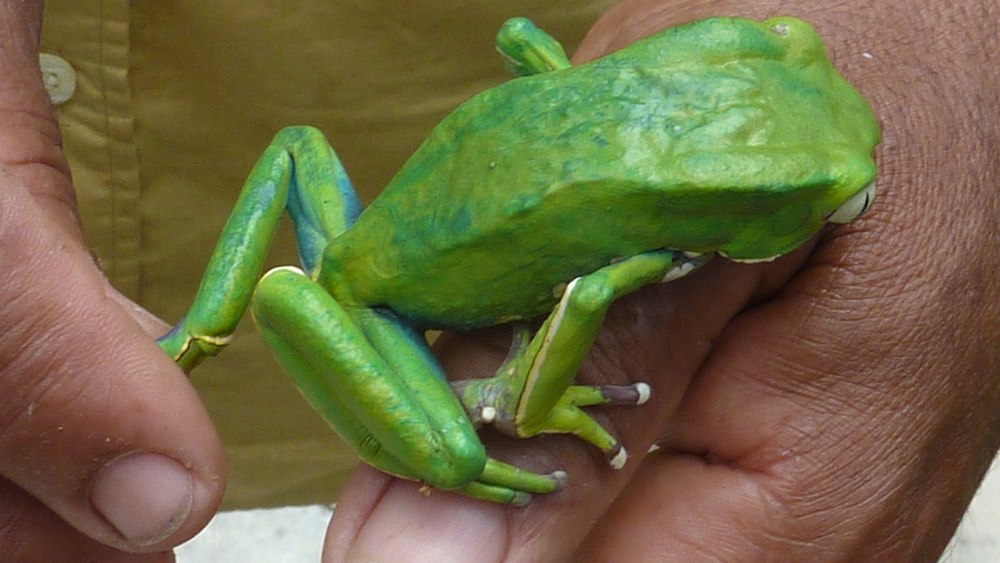 Phyllomedusa Fijian Holiday