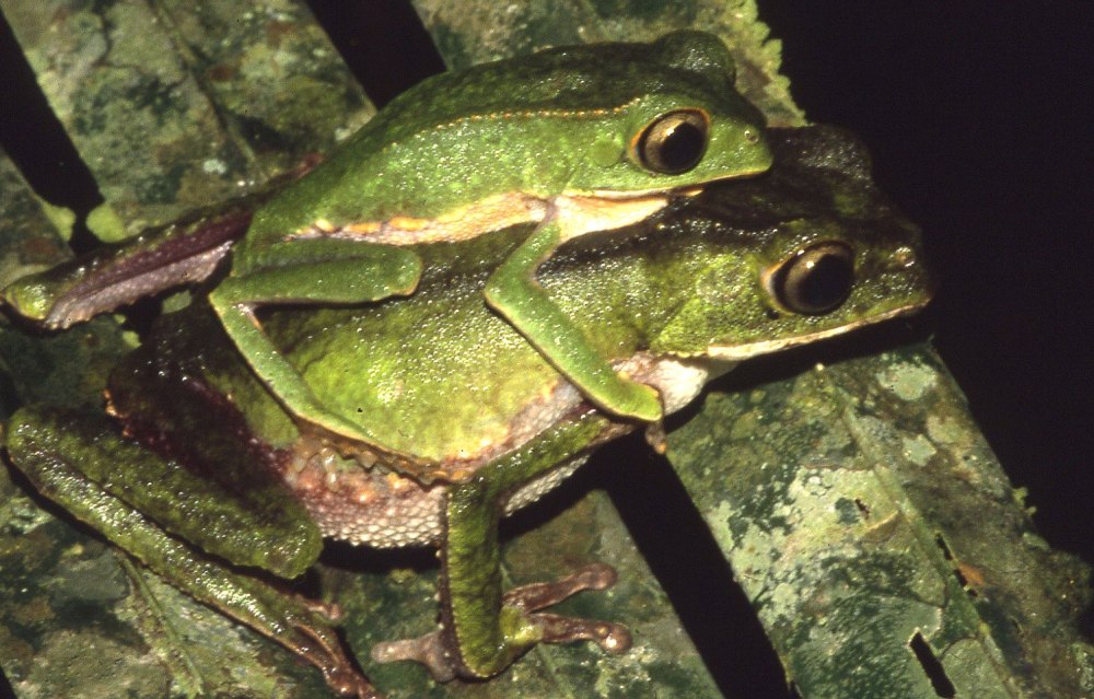 Phyllomedusa megacephala определение пола