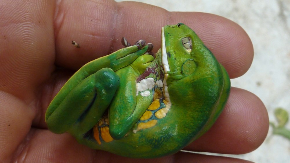 Phyllomedusa burmeisteri