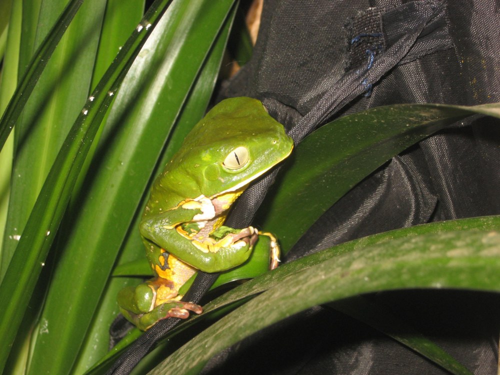Phyllomedusa burmeisteri