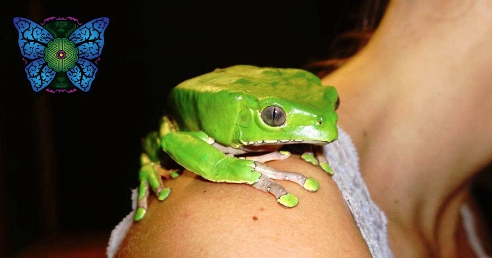 Phyllomedusa - the Frogs at Crystal Lake