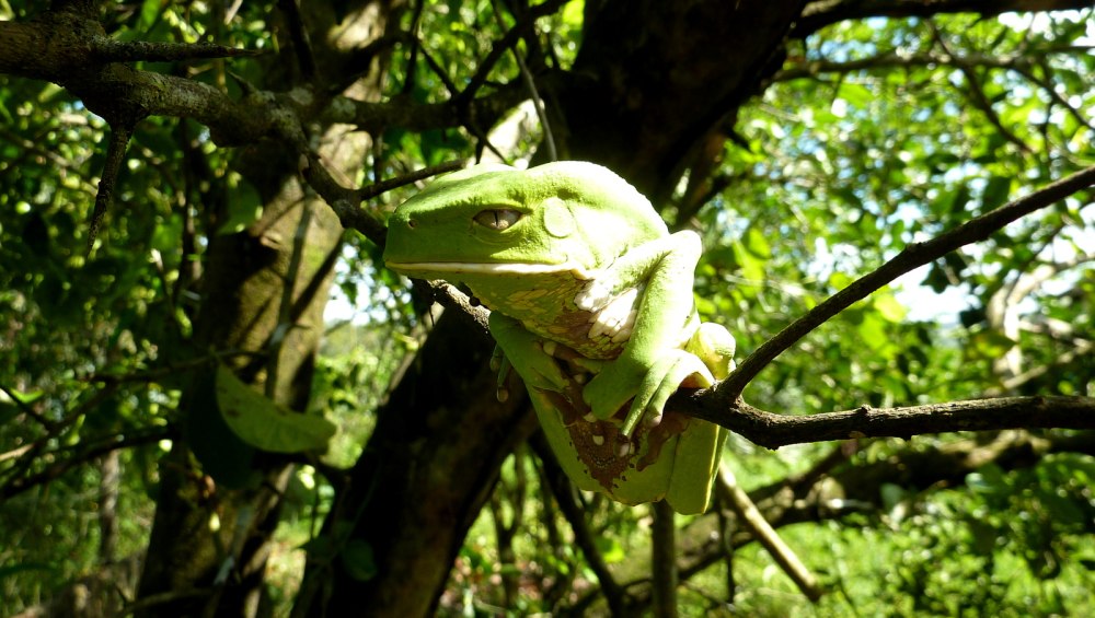 Phyllomedusa Fijian Holiday
