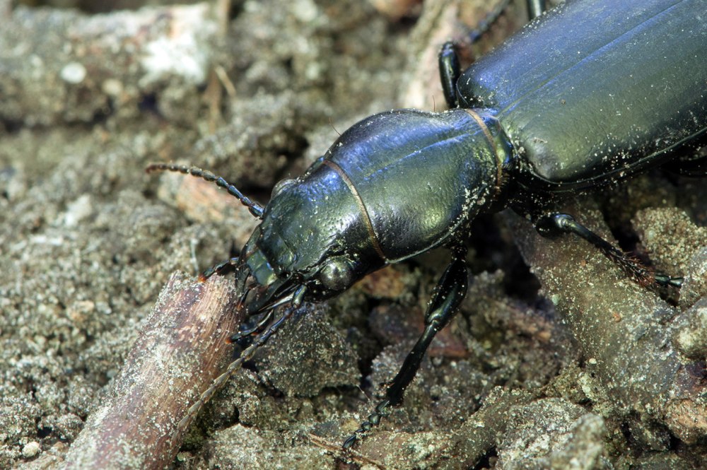 Жужелица Головастая (Broscus cephalotes l.)