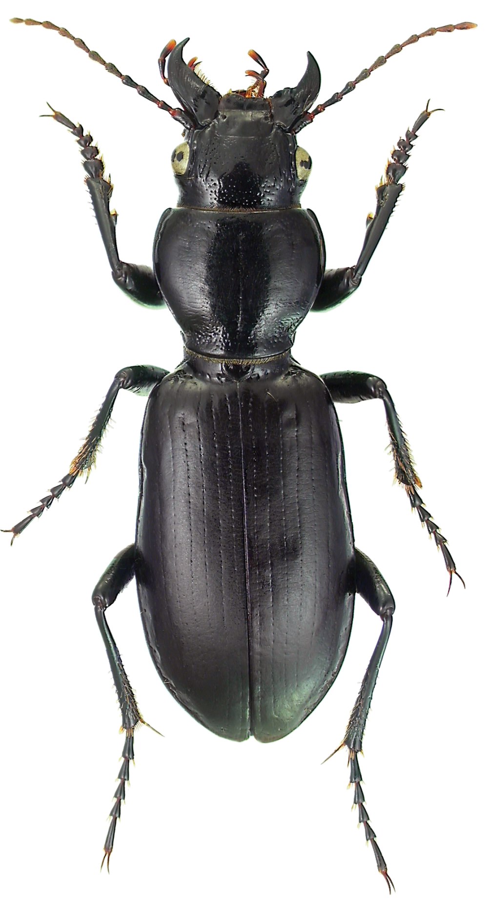 Broscus cephalotes (Linnaeus, 1758)