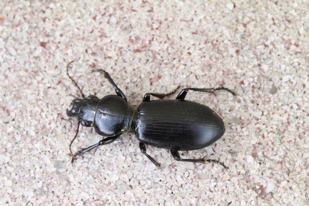 Жужелица Головастая Broscus cephalotes
