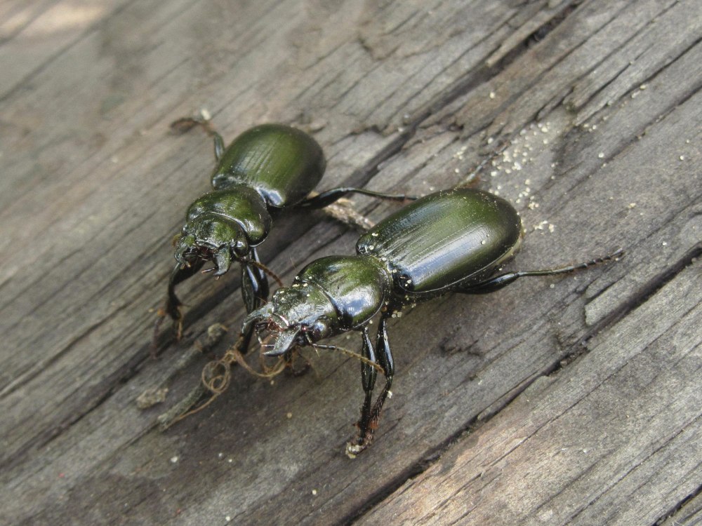 Broscus declivis Semenov, 1889 Uzbekistan