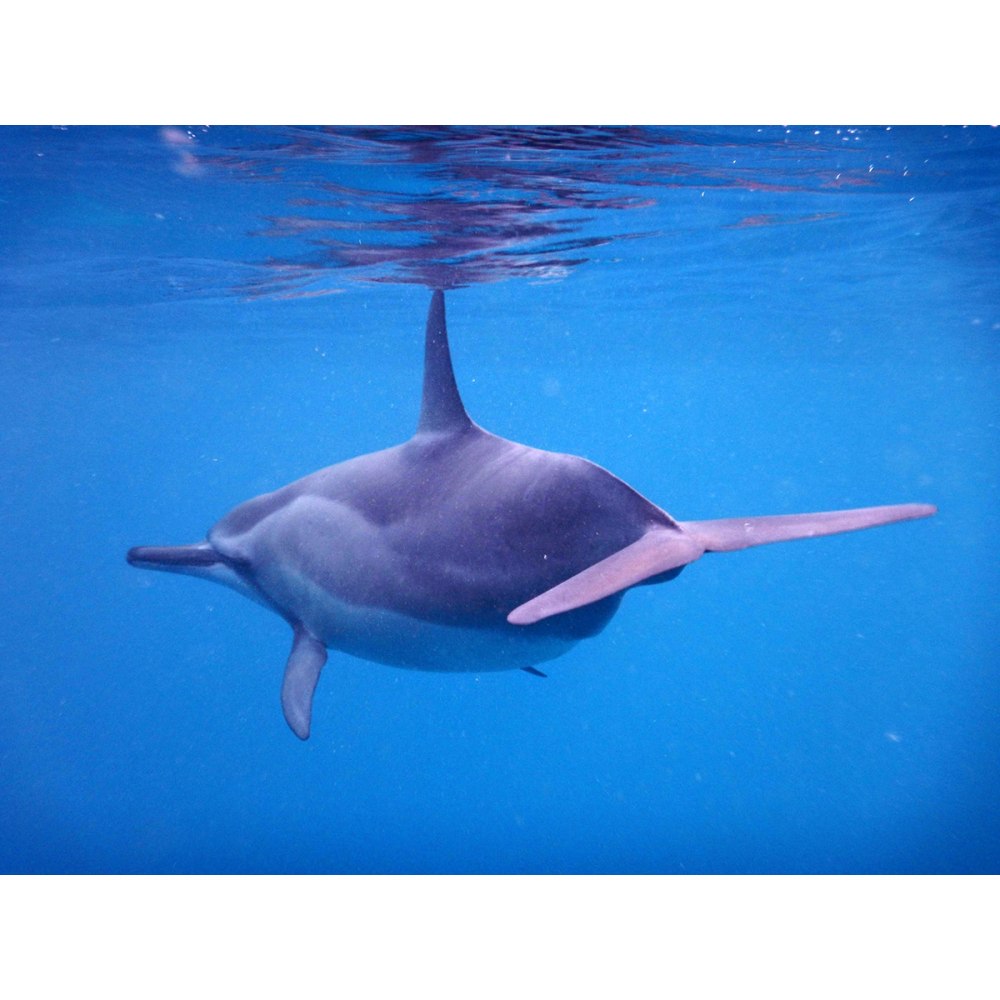Длиннорылый продельфин (Stenella longirostris)