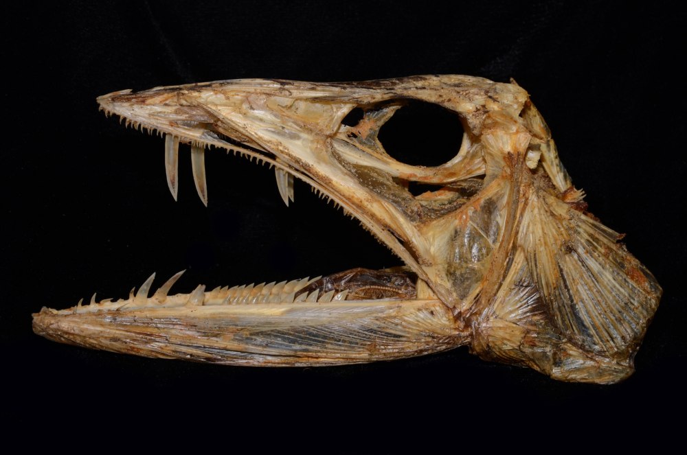 Alepisaurus brevirostris
