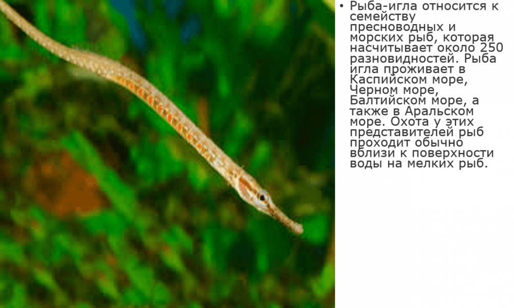 Длиннорылая рыба-игла
