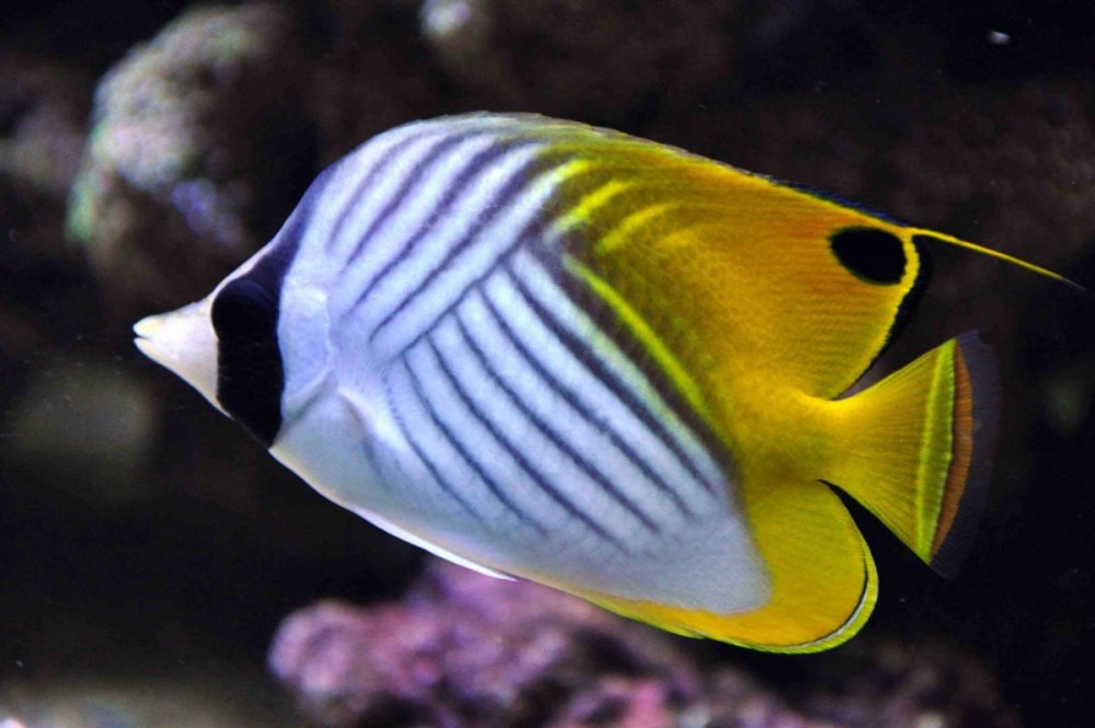 Chaetodon Auriga