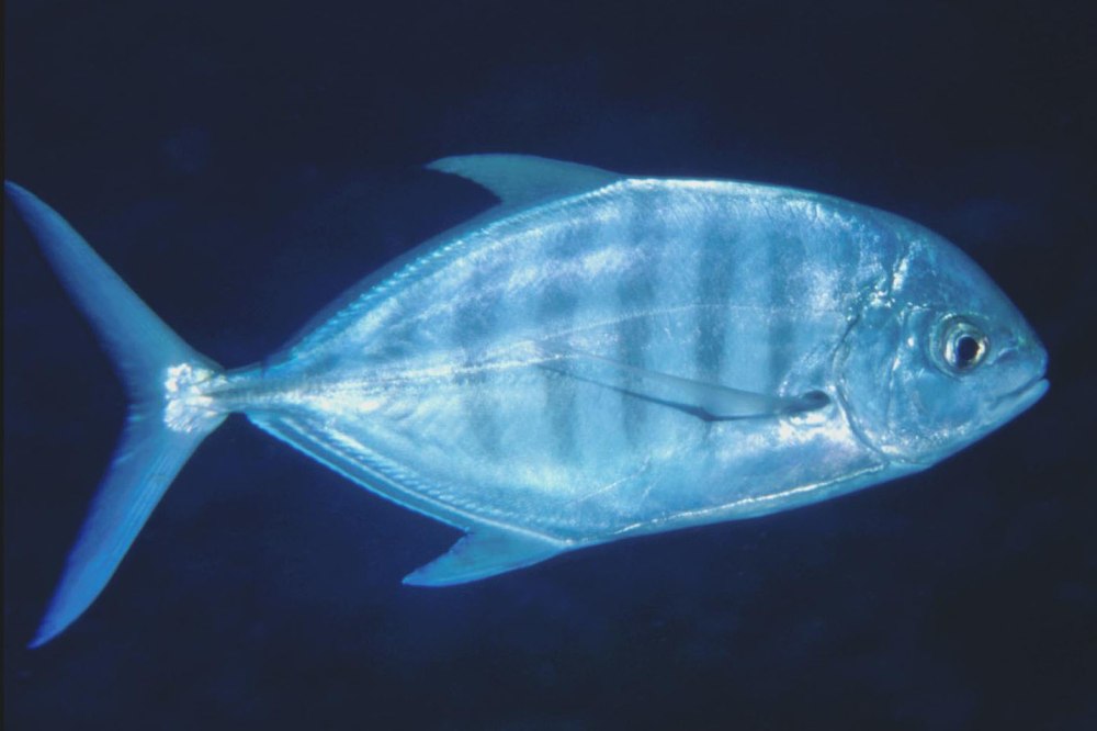 Тревалли синий Carangoides ferdau