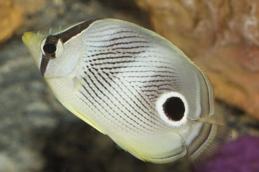 Chaetodon unimaculatus