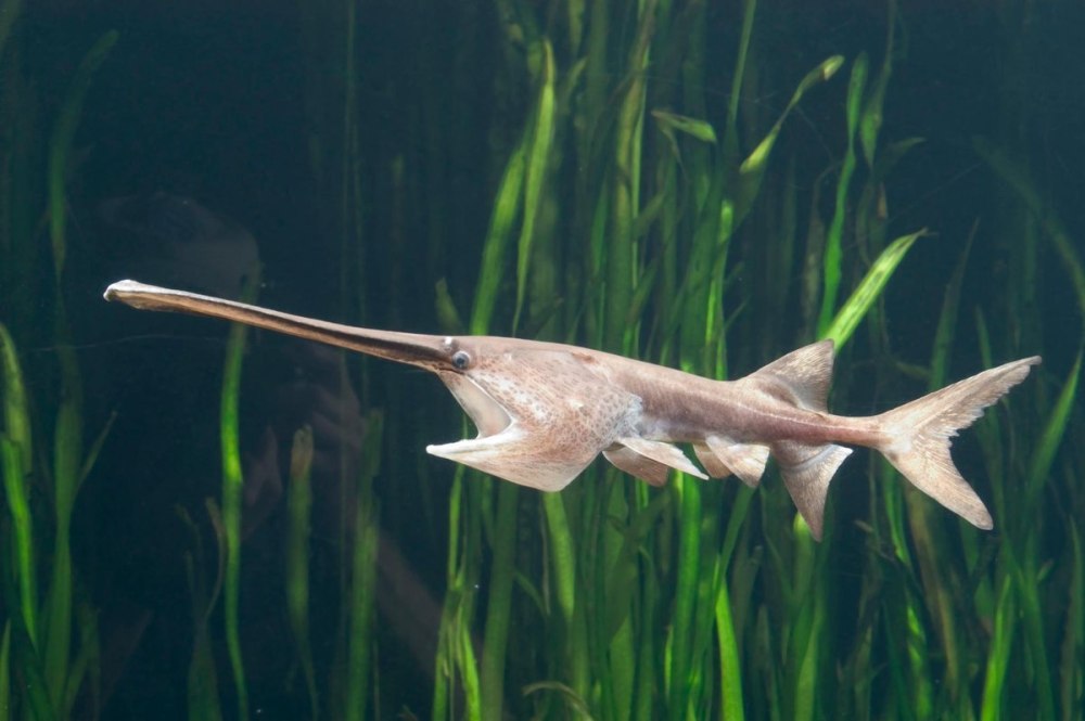 Веслонос (Polyodon spathula)