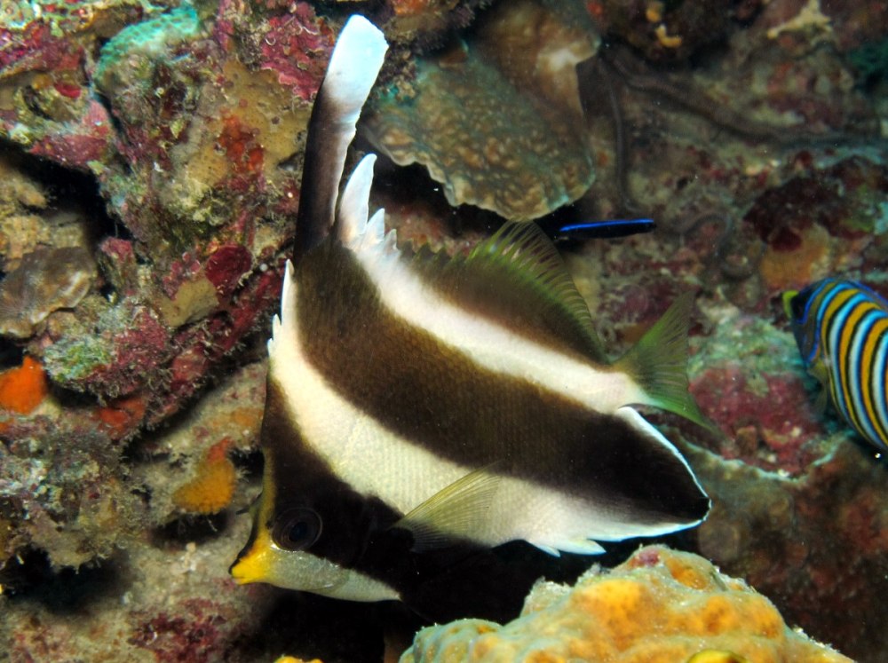 Reef Bannerfish