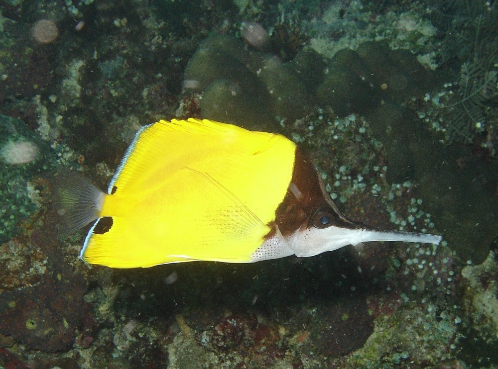 Chaetodon xanthurus