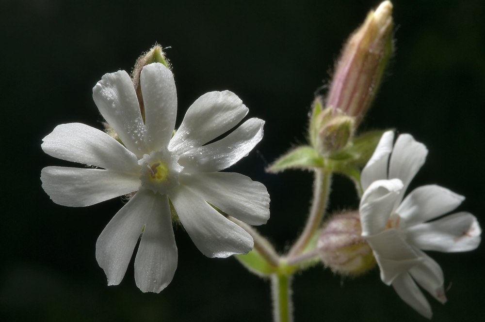 Смолевка Альпийская Альба(Silene Alpestre Alba).