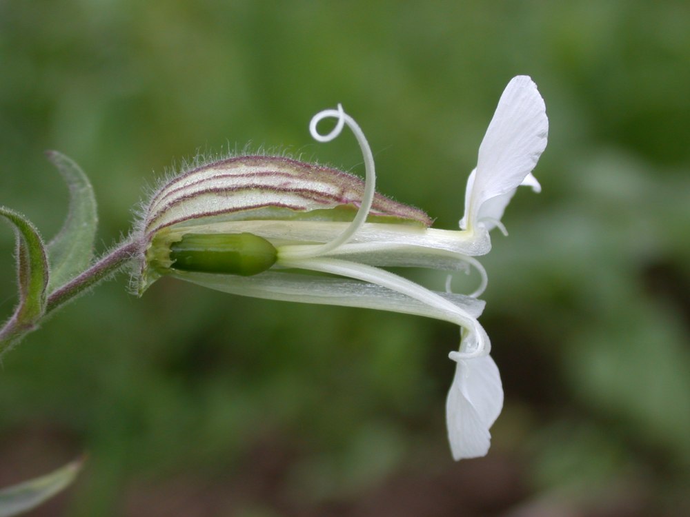 Гибралтарская Смолевка (Silene tomentosa)