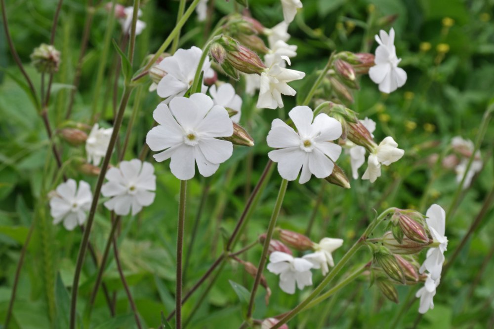 Смолевка Альпийская Альба(Silene Alpestre Alba).