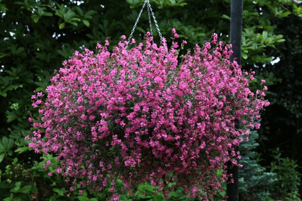 Silene pendula