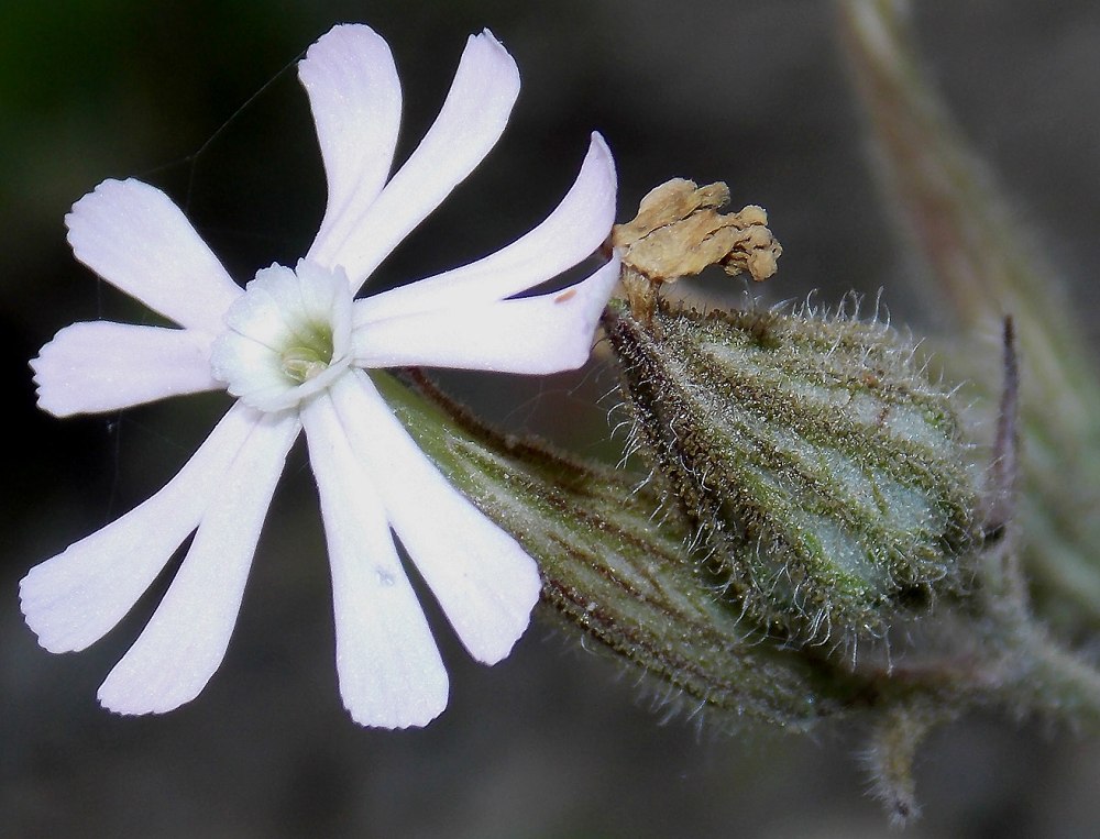 Смолёвка (Silene)