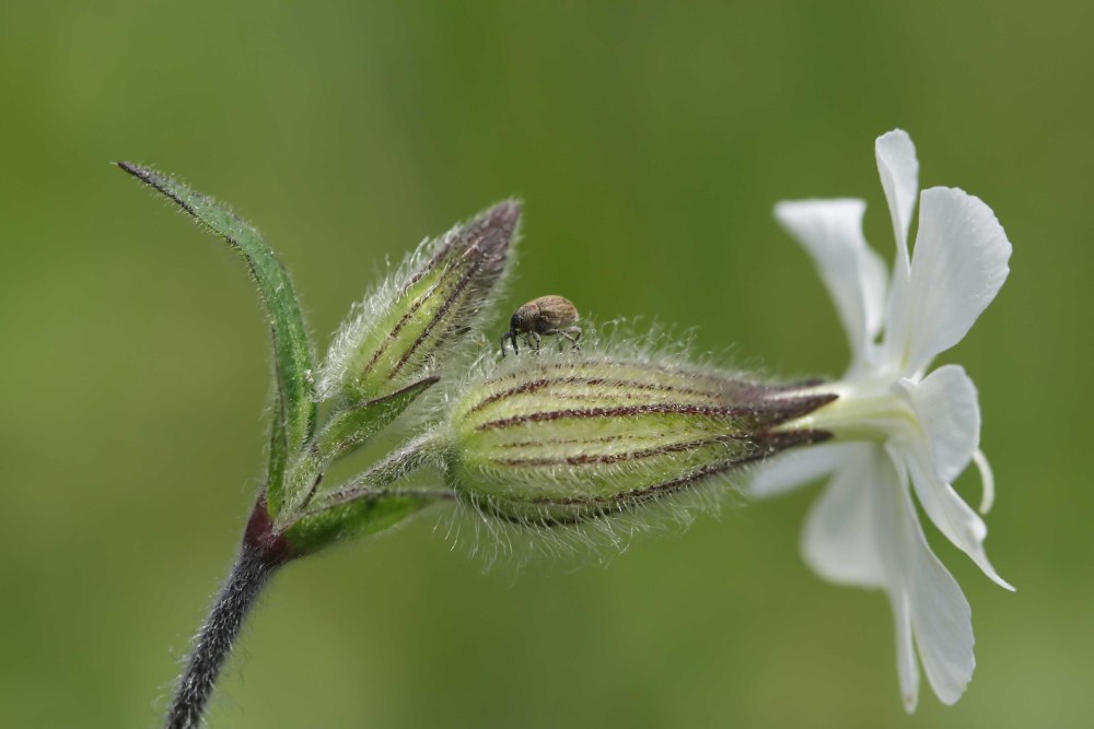 Silene vulgaris Смолевка обыкновенная