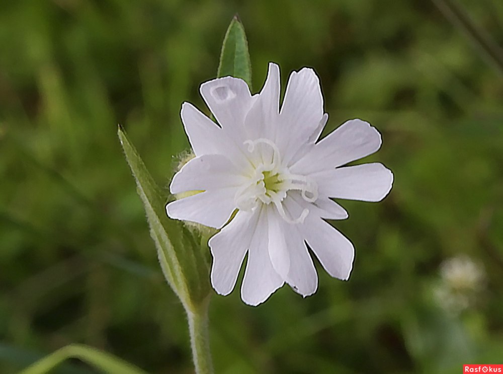 Смолевка обыкновенная(Silene cucupalus)