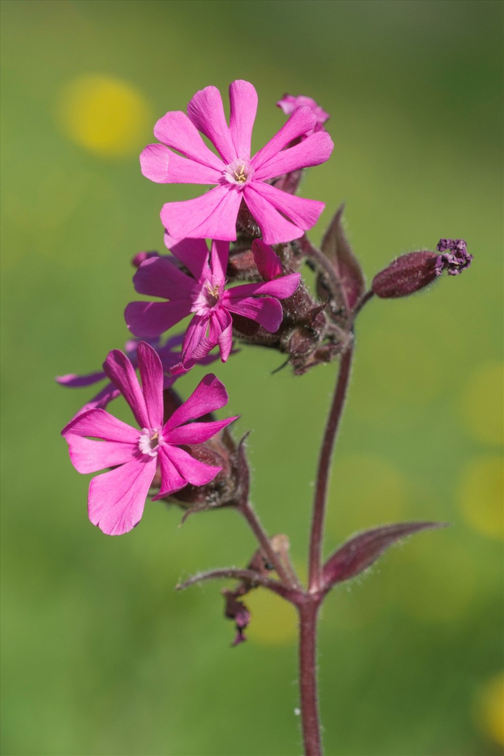 Silene dioica