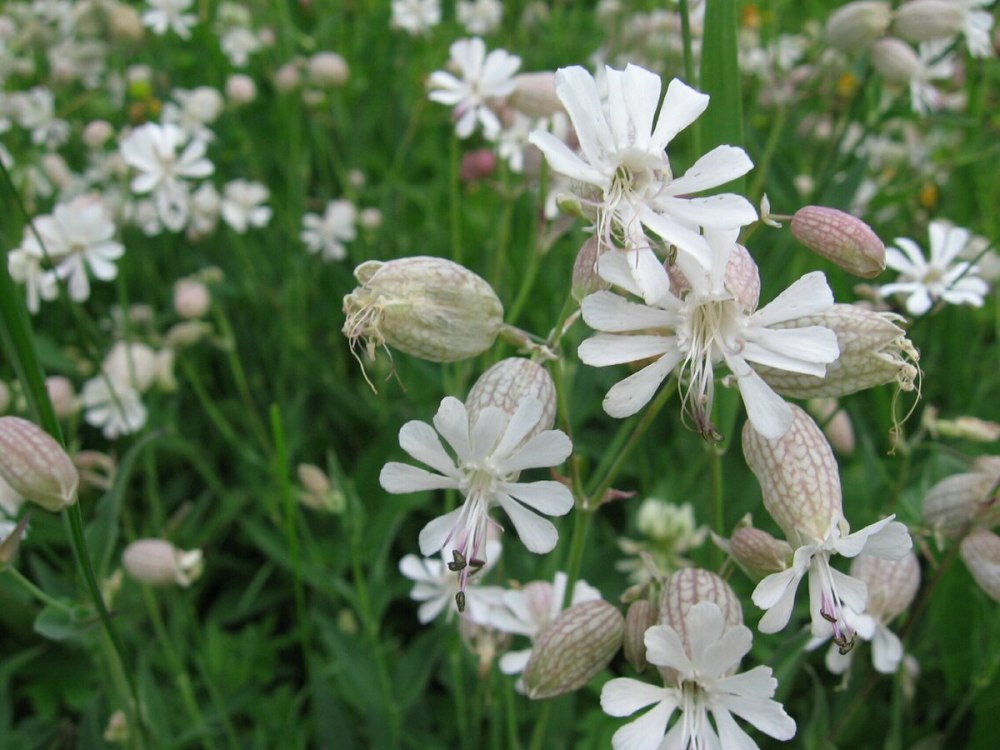 Смолёвка (Silene)