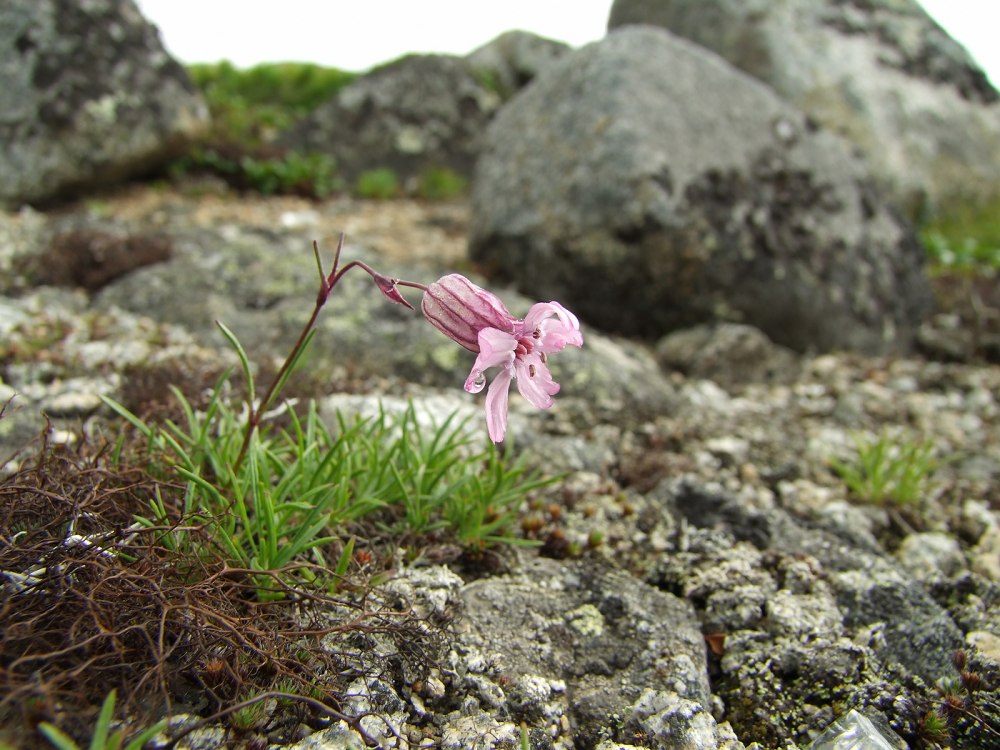 Смолёвка красная (Silene dioica)