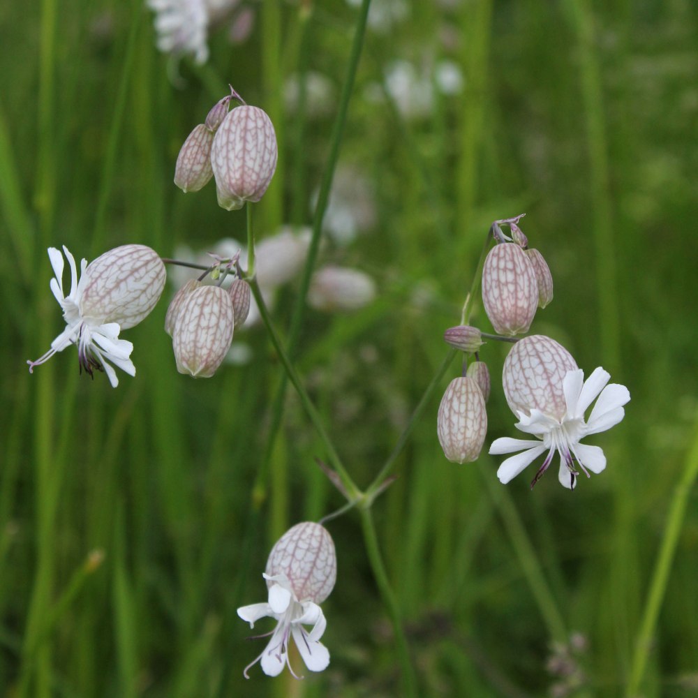 Silene vulgaris Смолевка обыкновенная