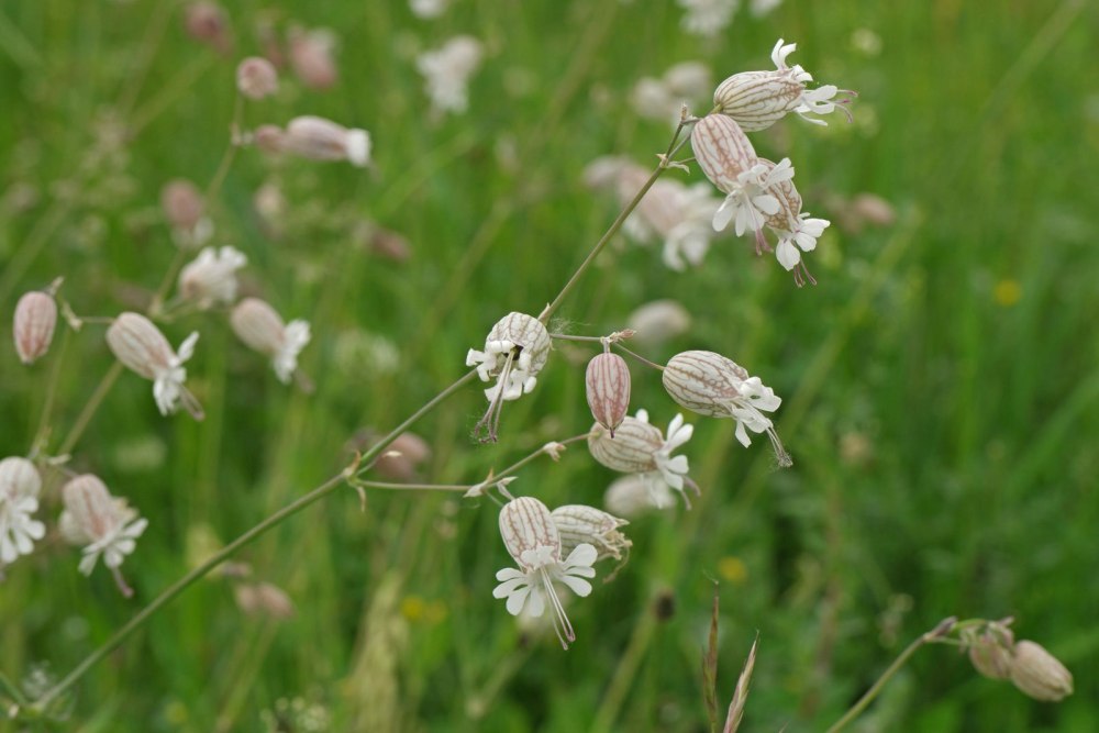 Смолевка обыкновенная(Silene cucupalus)