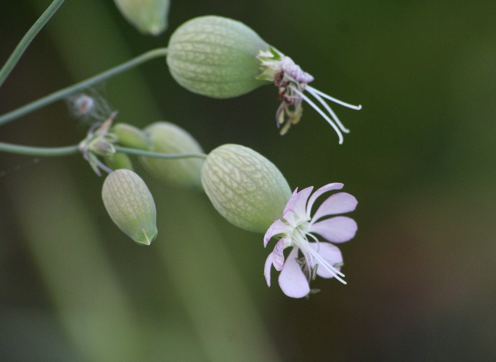 Silene vulgaris Смолевка обыкновенная