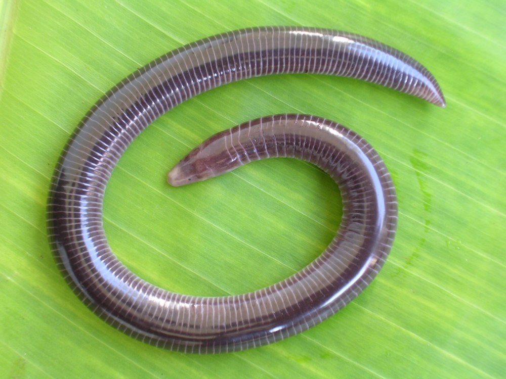 Семейство Ichthyophiidae — Рыбозмеи