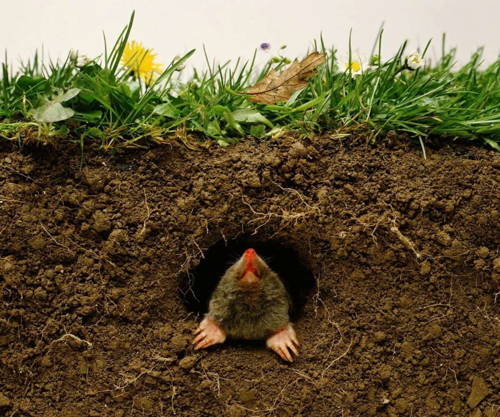 Нора крота