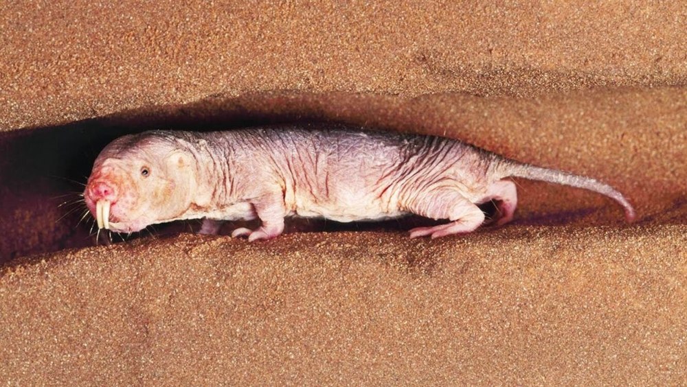 Голый землекоп (Heterocephalus Glaber)