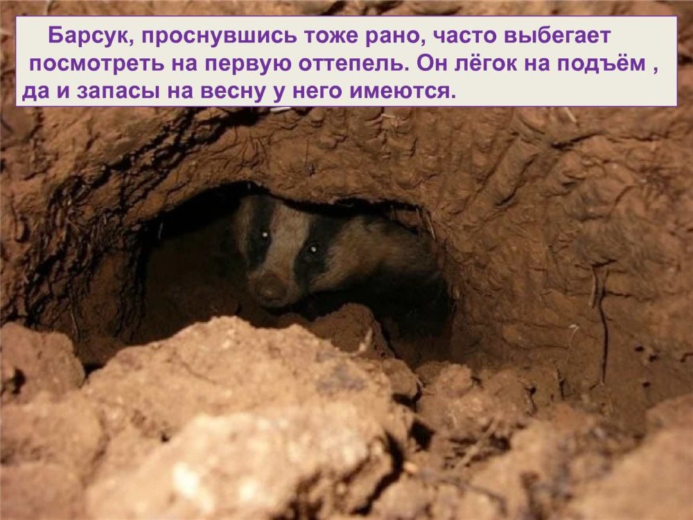 Барсук проснулся