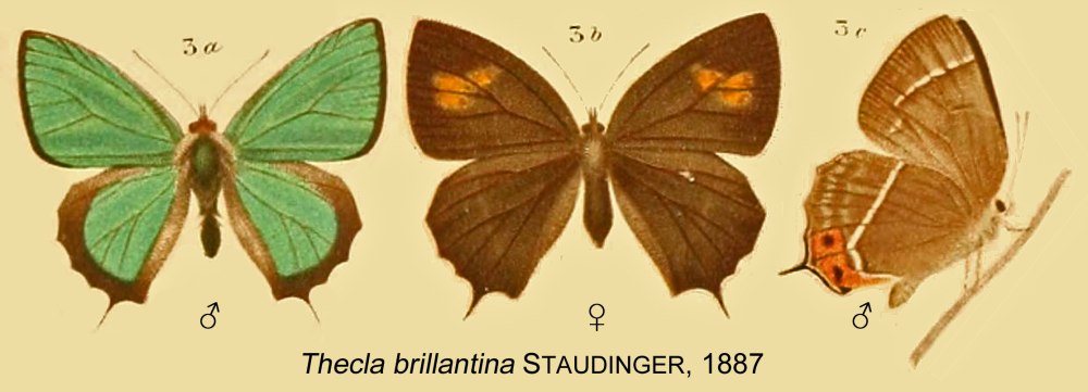 Chrysozephyrus brillantinus