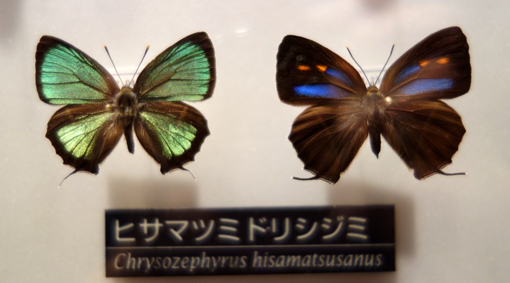 Chrysozephyrus brillantinus