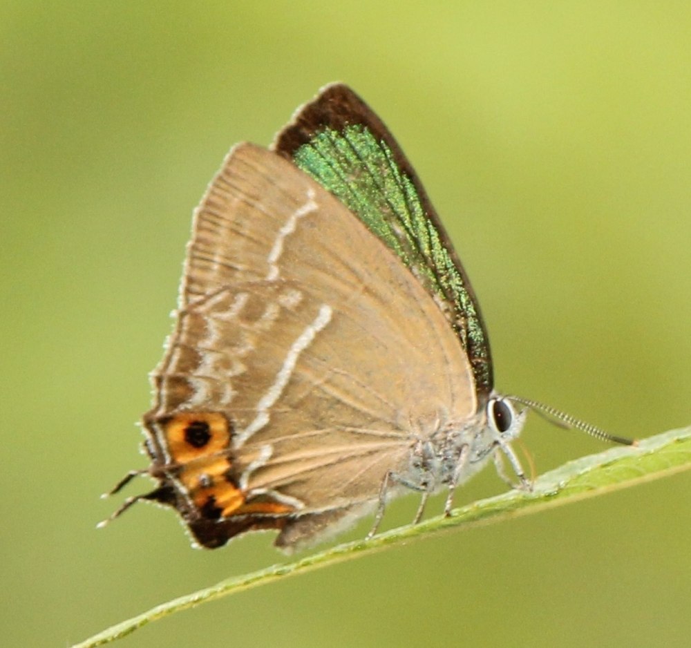 Neozephyrus japonica