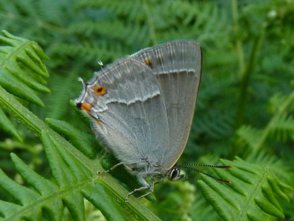 Neozephyrus Quercus