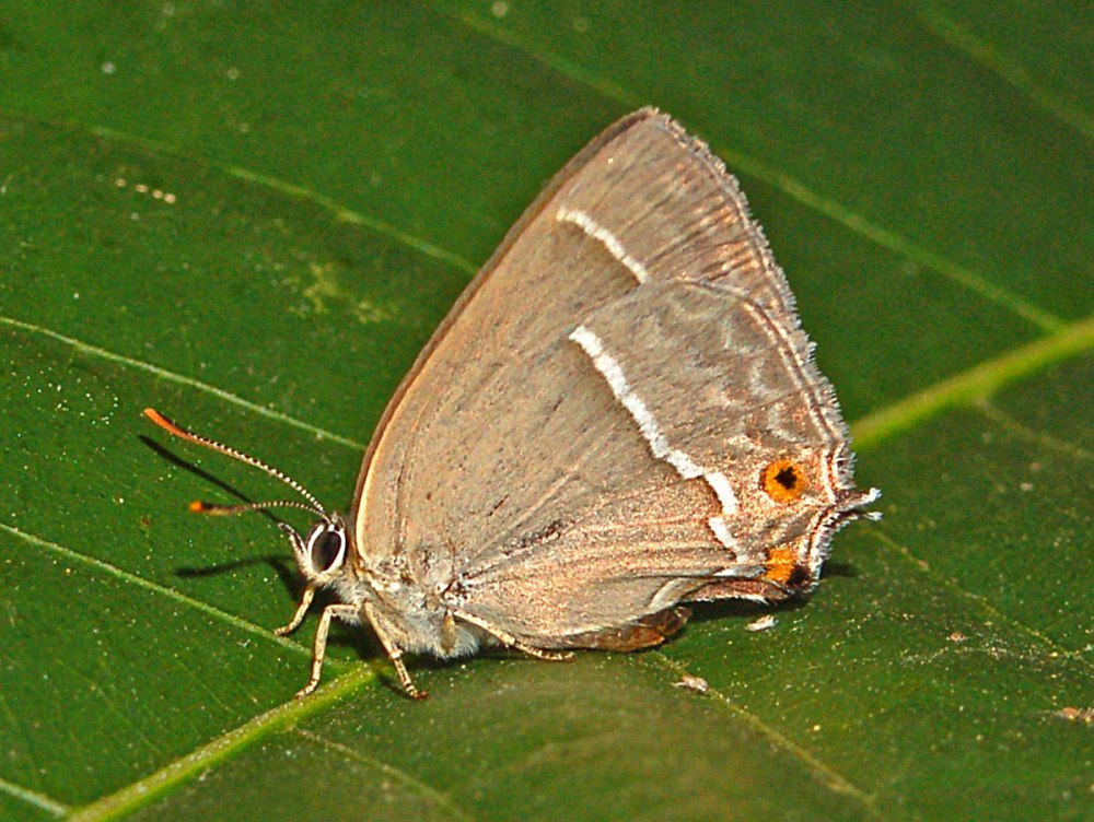 Neozephyrus Quercus